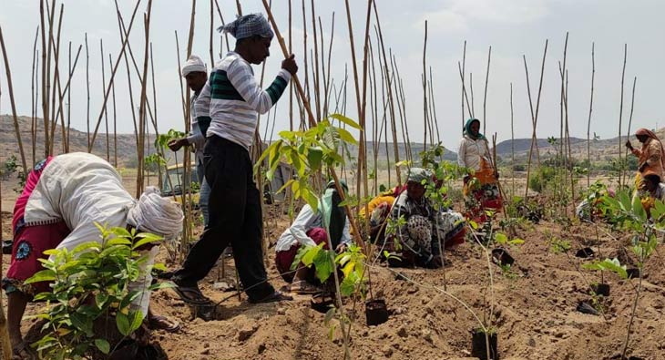 Saytrees Sony Pictures Networks joins hands with NGO SayTrees for a greener ...
